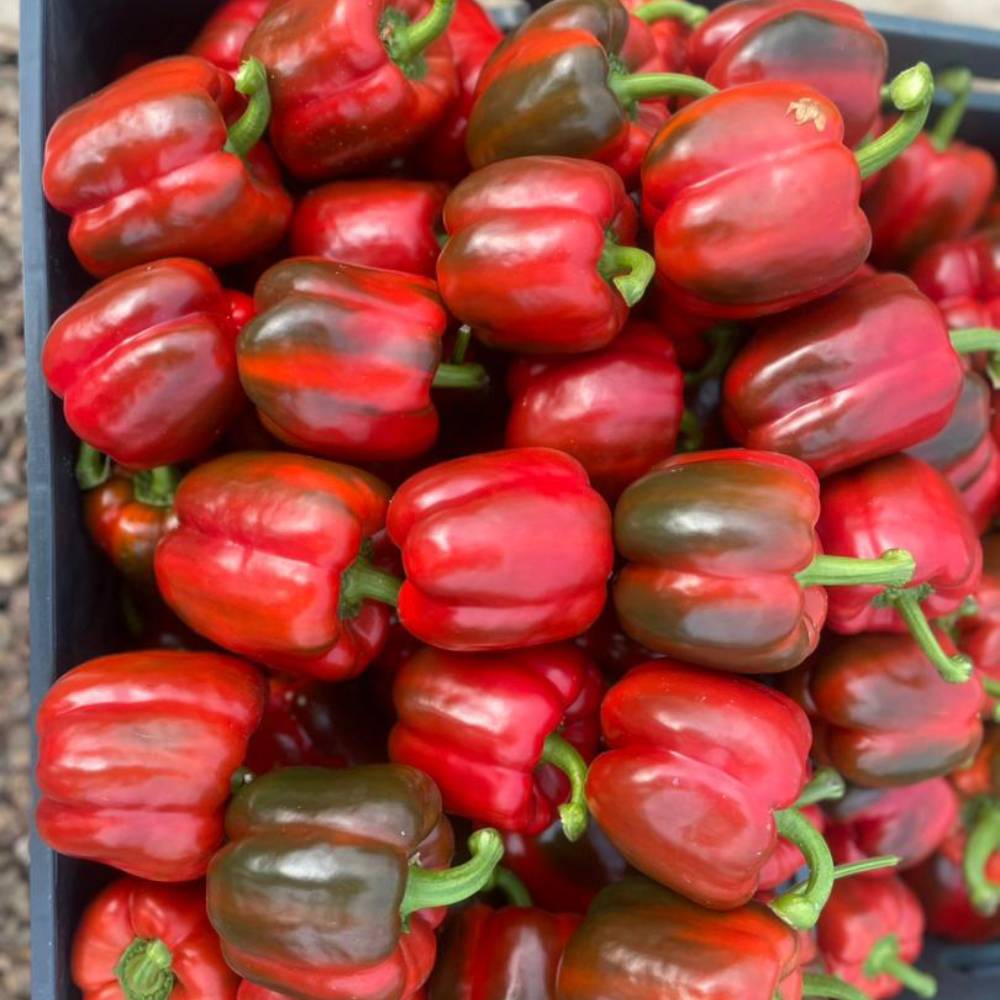 تصویر 3 از فلفل دلمه ای رنگی سایز درشت عمده